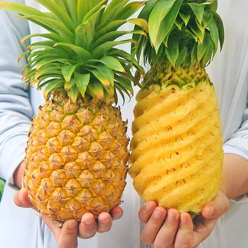 湛江徐闻大菠萝新鲜水果广东湛江香水菠萝当季现摘