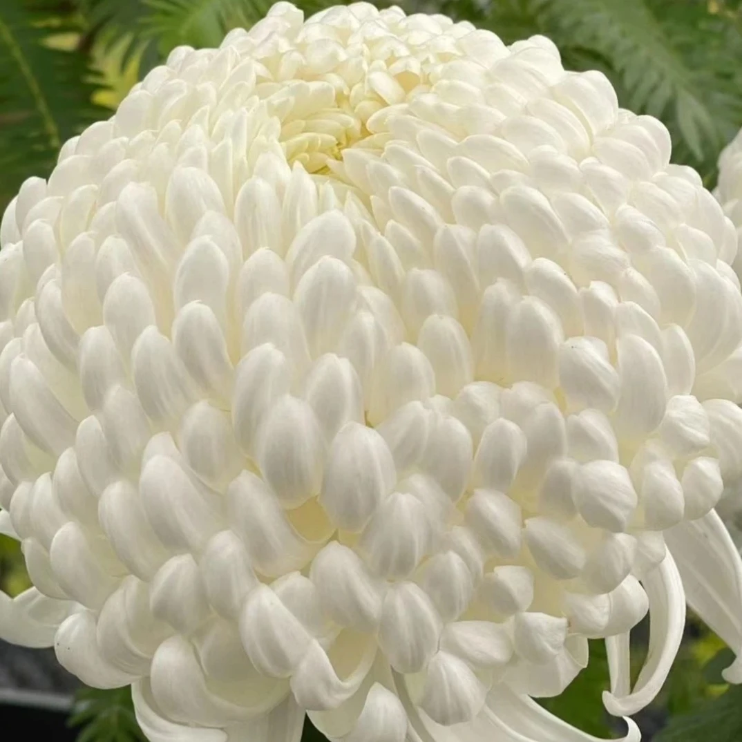 （白国华）菊花盆栽大花多年生耐寒好养绿植花卉带花苞发货