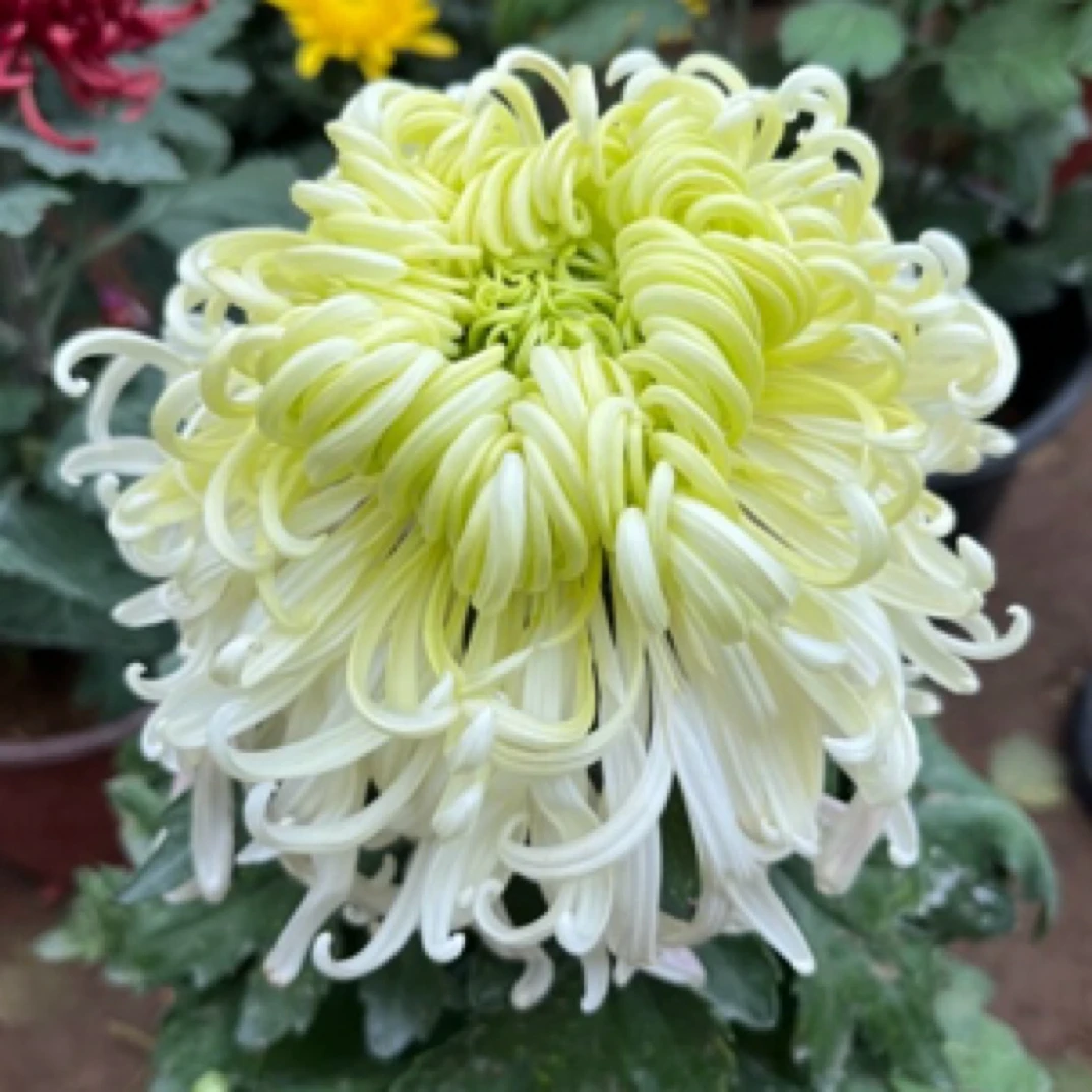 （太夜清波）独本大花多年生宿根花卉菊花盆栽