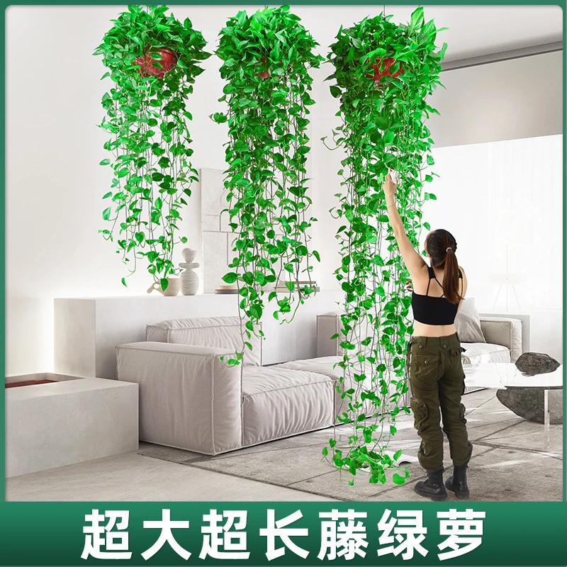 绿萝盆栽培育花除甲醛超大绿箩长藤净化空气植物客厅垂吊新房藤蔓