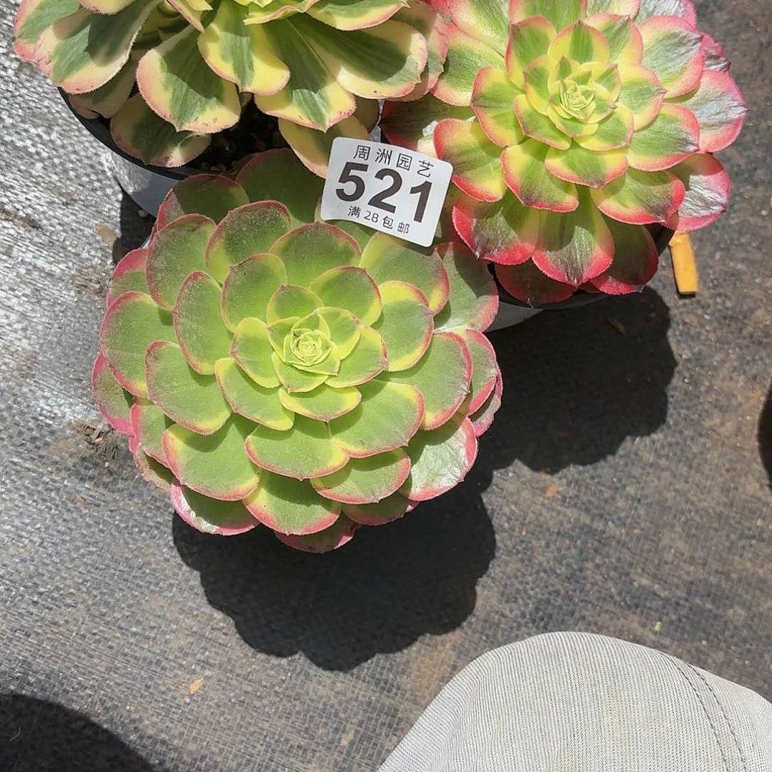 大**处带盆土不包售后521