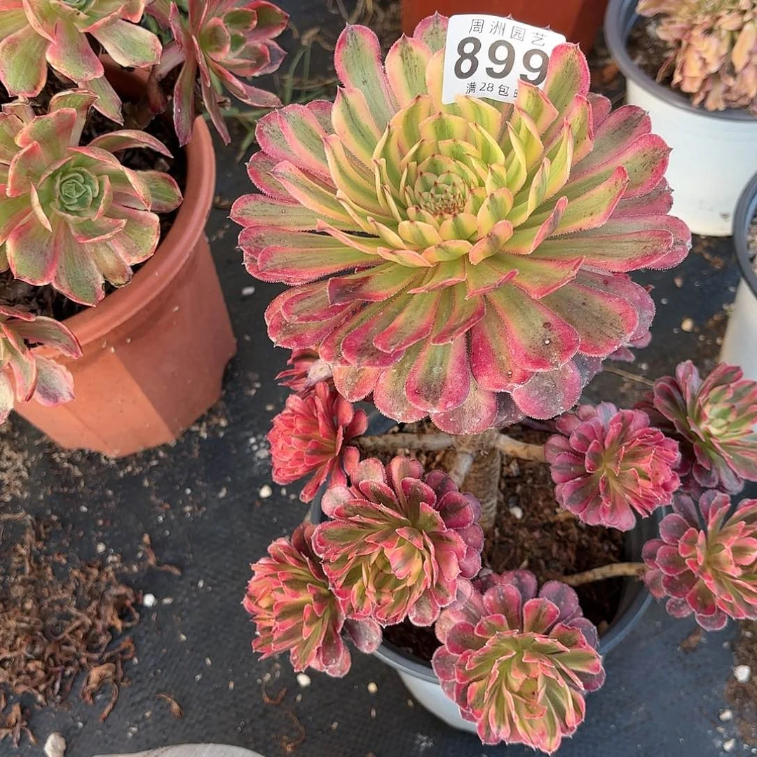 荷****?白月光带盆土发899