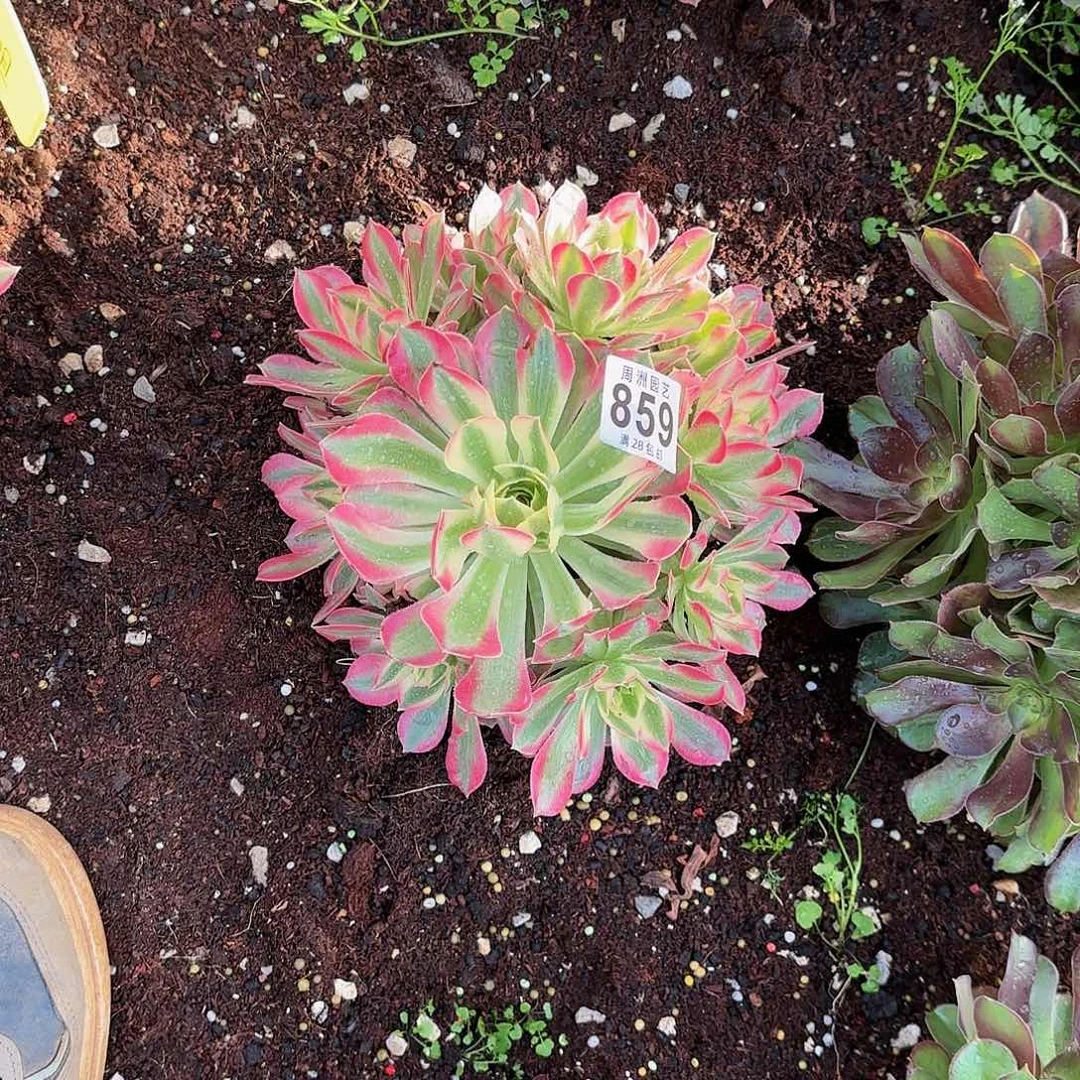 梧**-粉水晶发货859