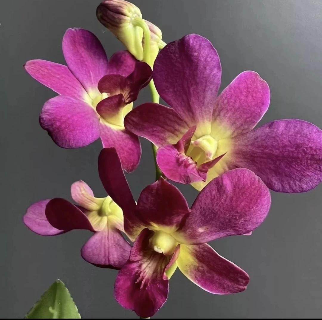 秋石斛《泰秋乐妹唇》精选