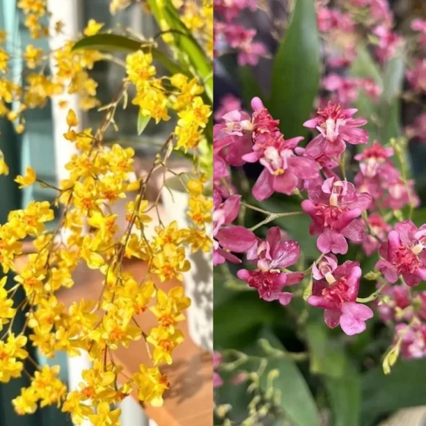 梦香兰浓浓香味福利款不售后