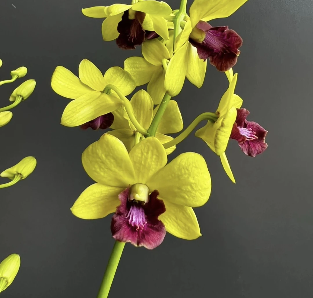 秋石斛《金童》精选