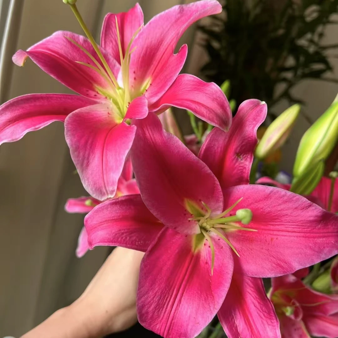 【MUMU】西诺红 单瓣香水百合水养 渐变粉百合办公室家居装饰