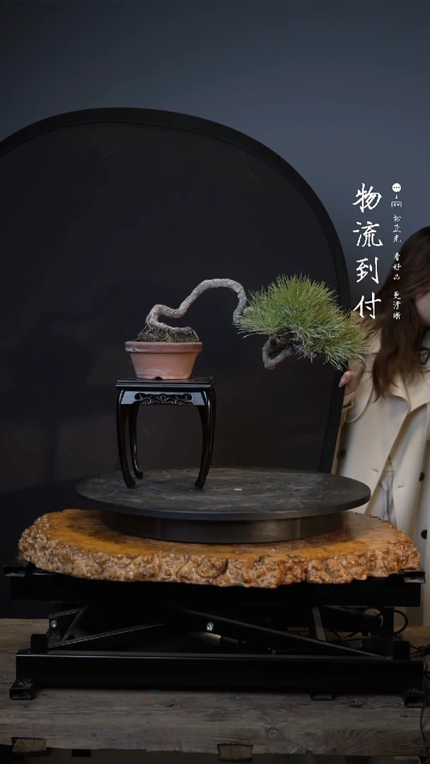 【闪购商品】黑松0001