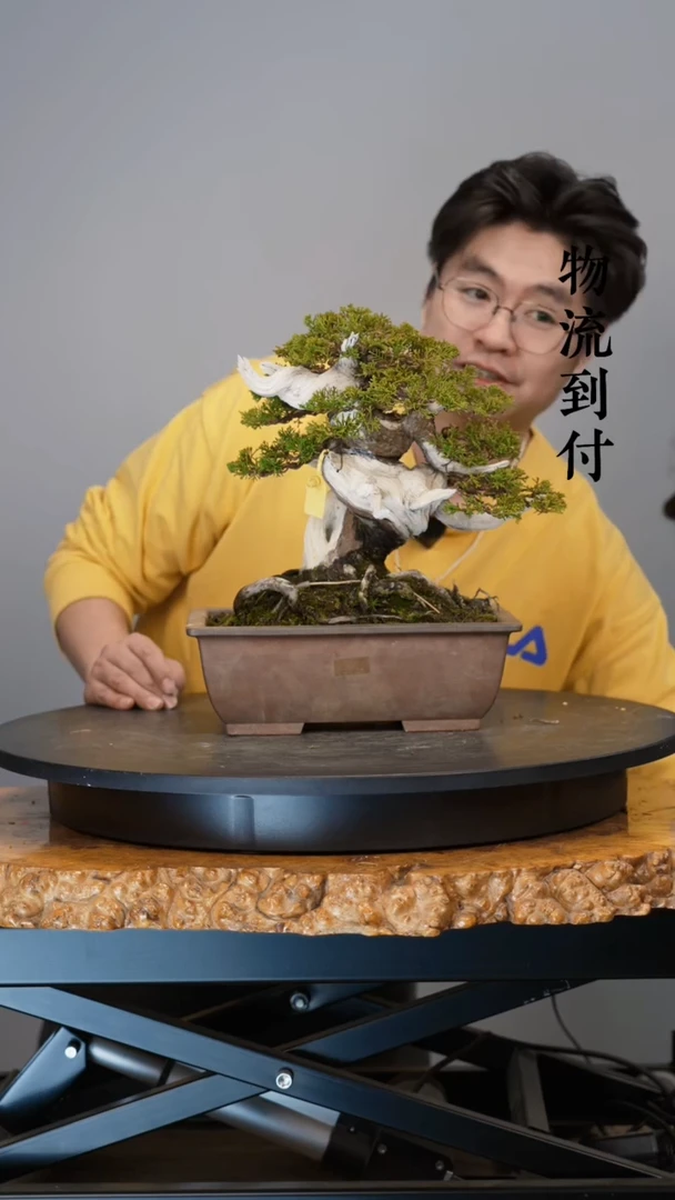 【闪购商品】真柏Z4002