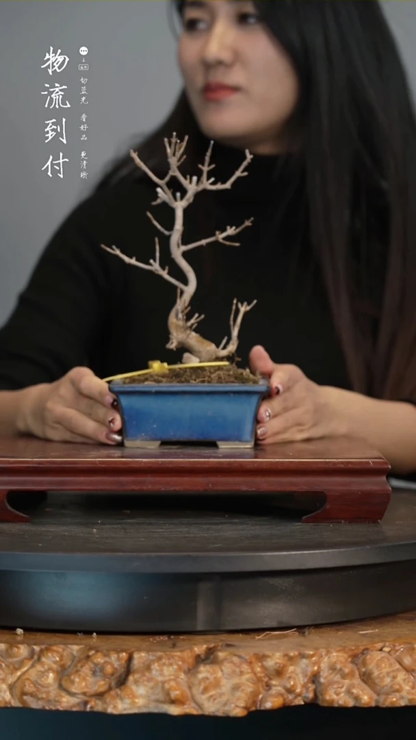 【闪购商品】枫树3764