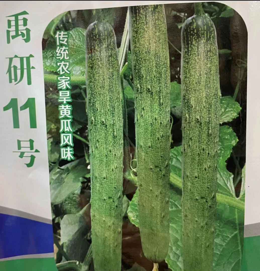 禹研11好旱黄瓜5克粒