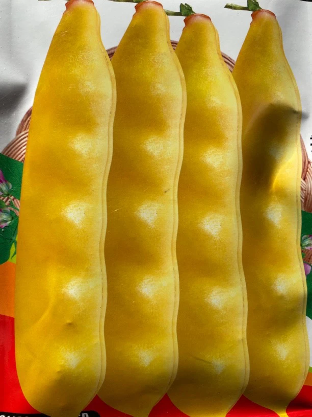 香蕉面豆角（种籽）