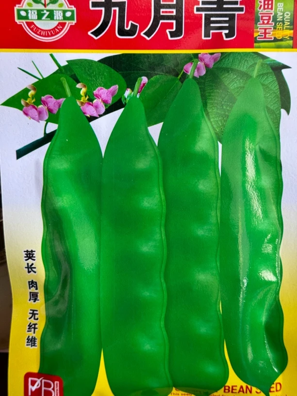 九月青油豆3（种籽）