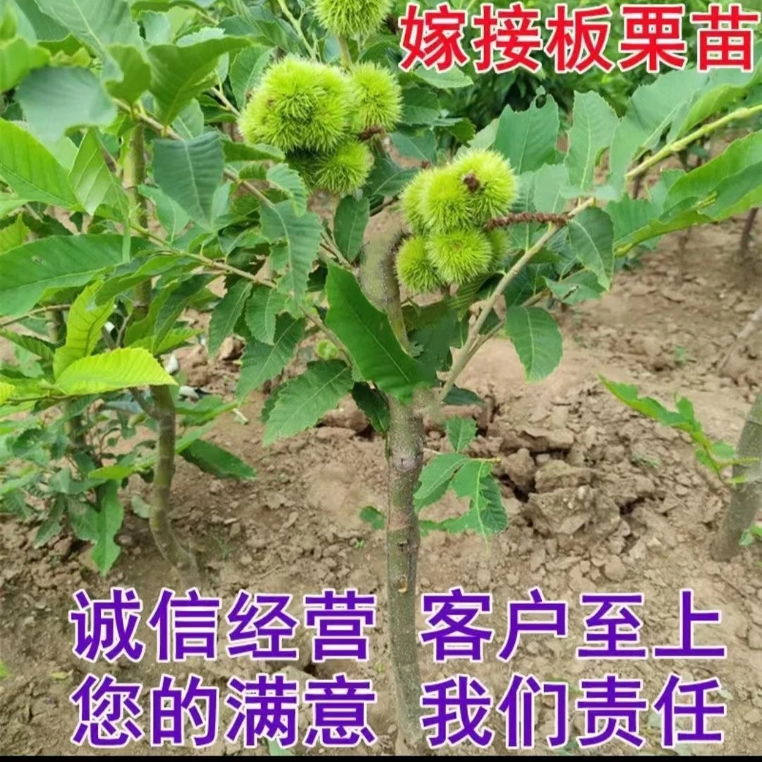 张晗盆栽板栗种苗种苗南方北方都可以种植盆栽地栽王中王果嫁接苗