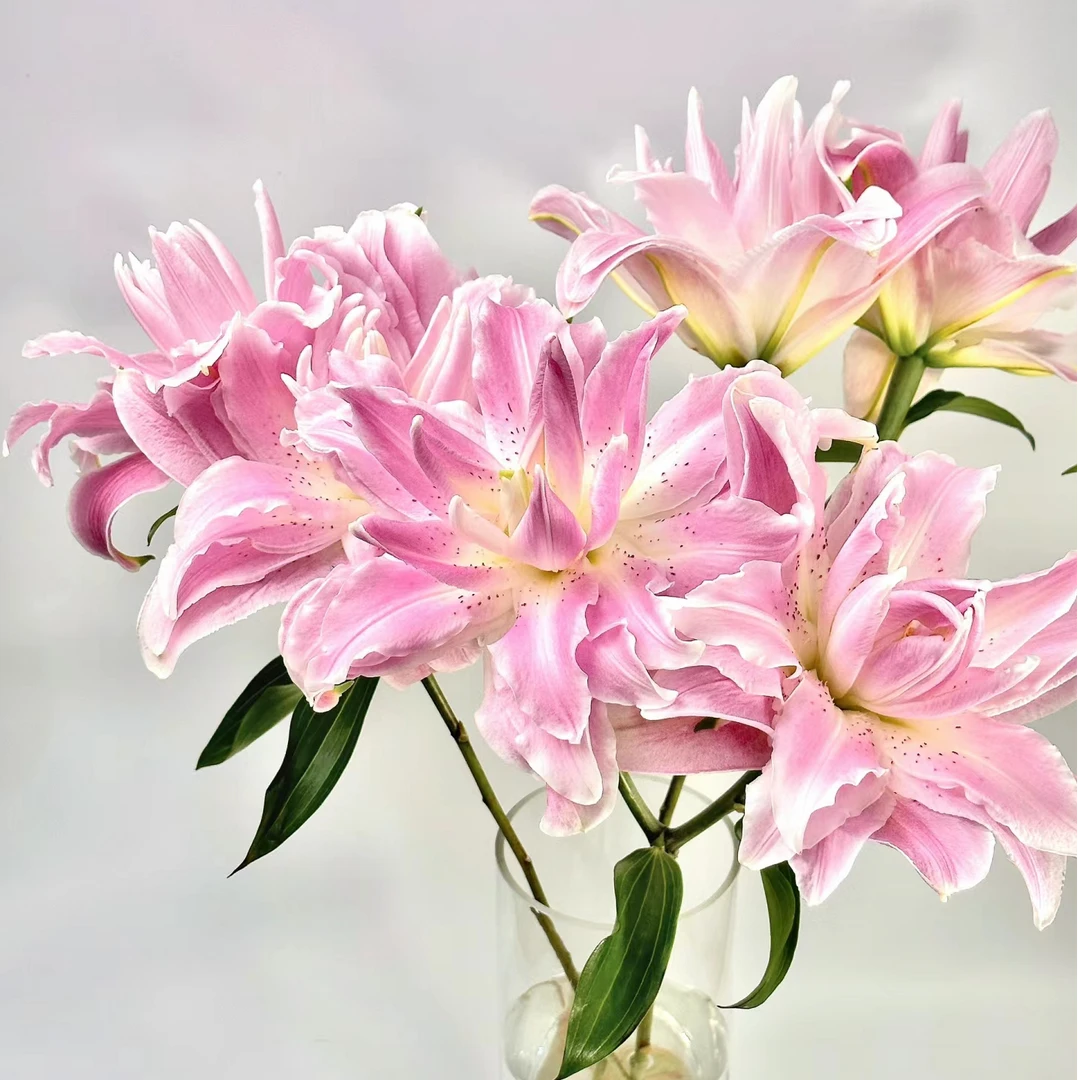 LK【莲花雅致重瓣百合】云南基地直发鲜切花客厅家居摆件插花
