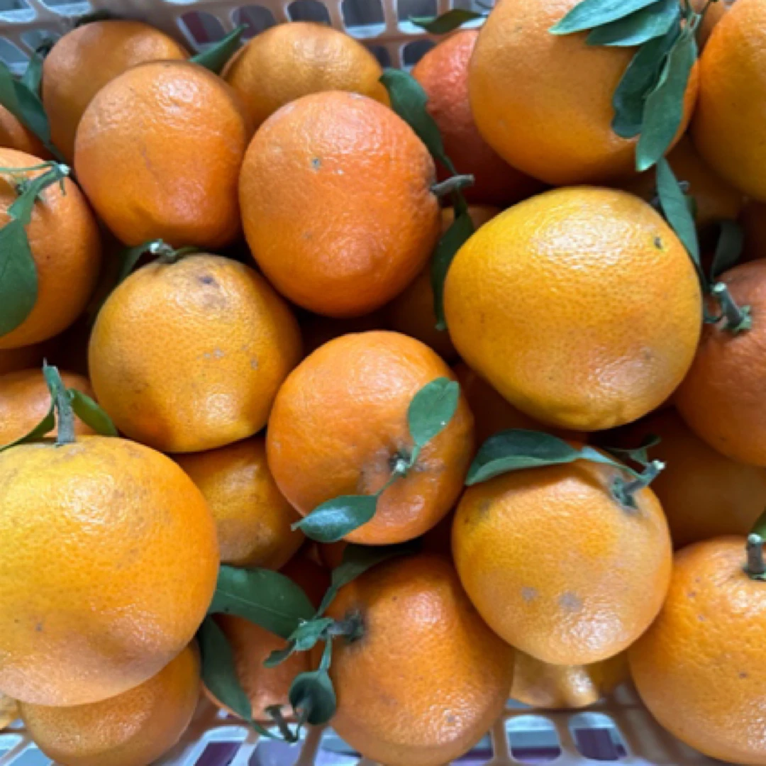 湖北天门爱媛果冻橙5斤包邮