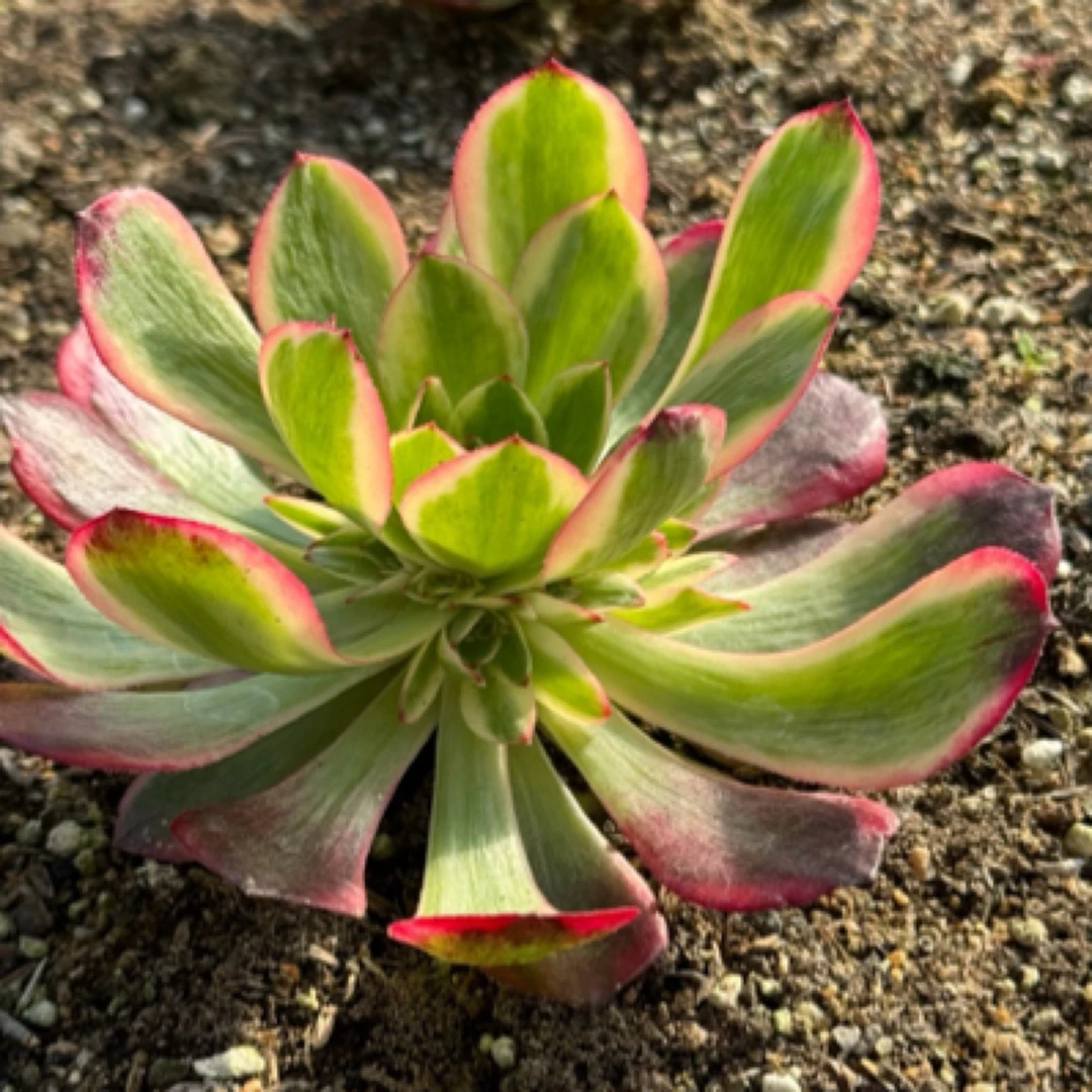 多肉植物法师。寄养发货专用链接