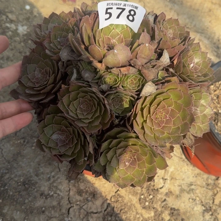 578红魔 多肉植物