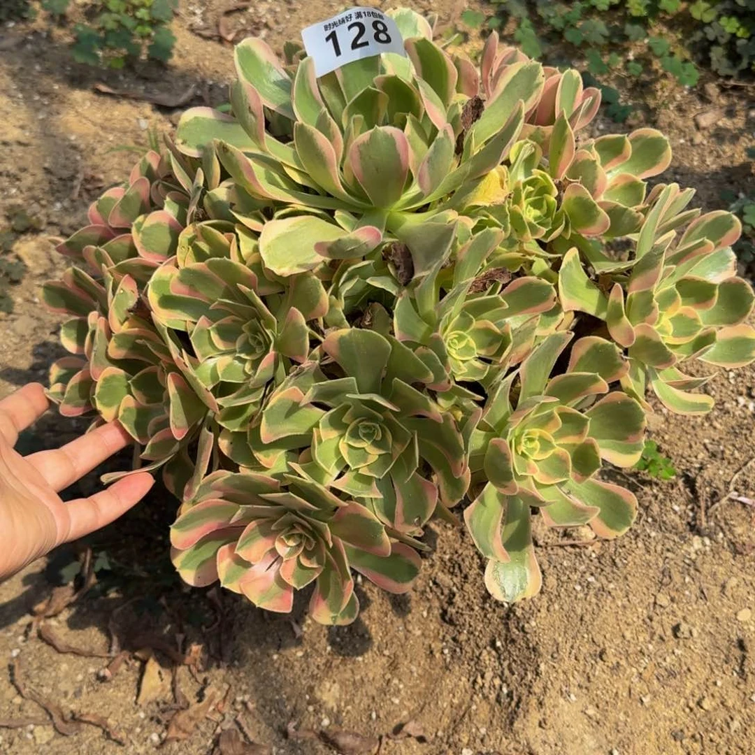 暮**首128妖月。多肉植物