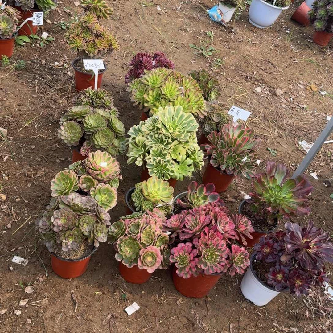 飞***嘎飞天小鼻嘎。 多肉植物