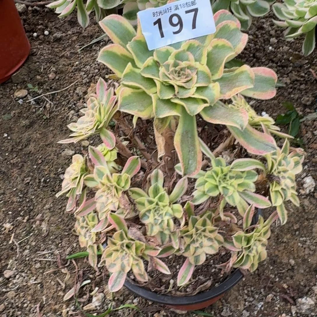 淡****舞197夕颜。多肉植物