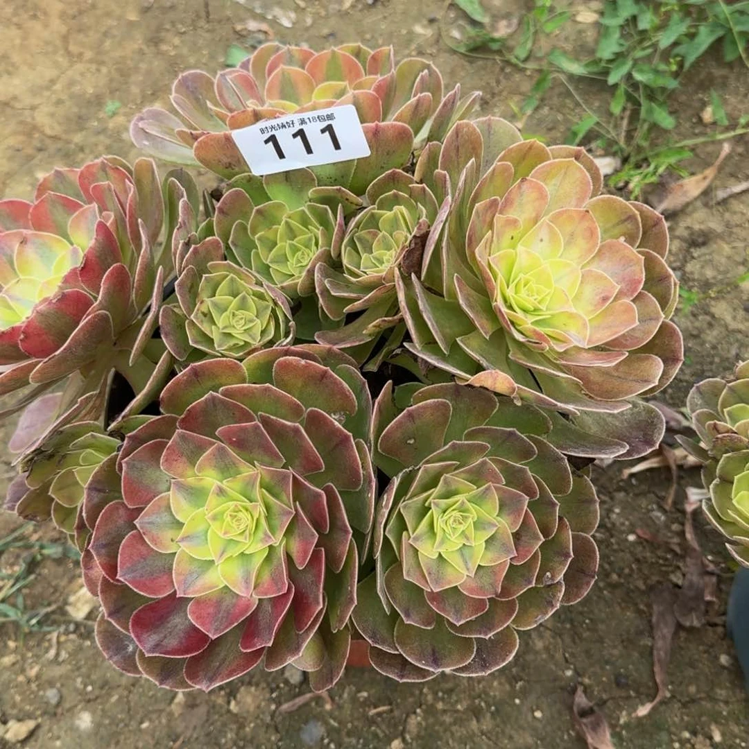 111雨荷。多肉植物