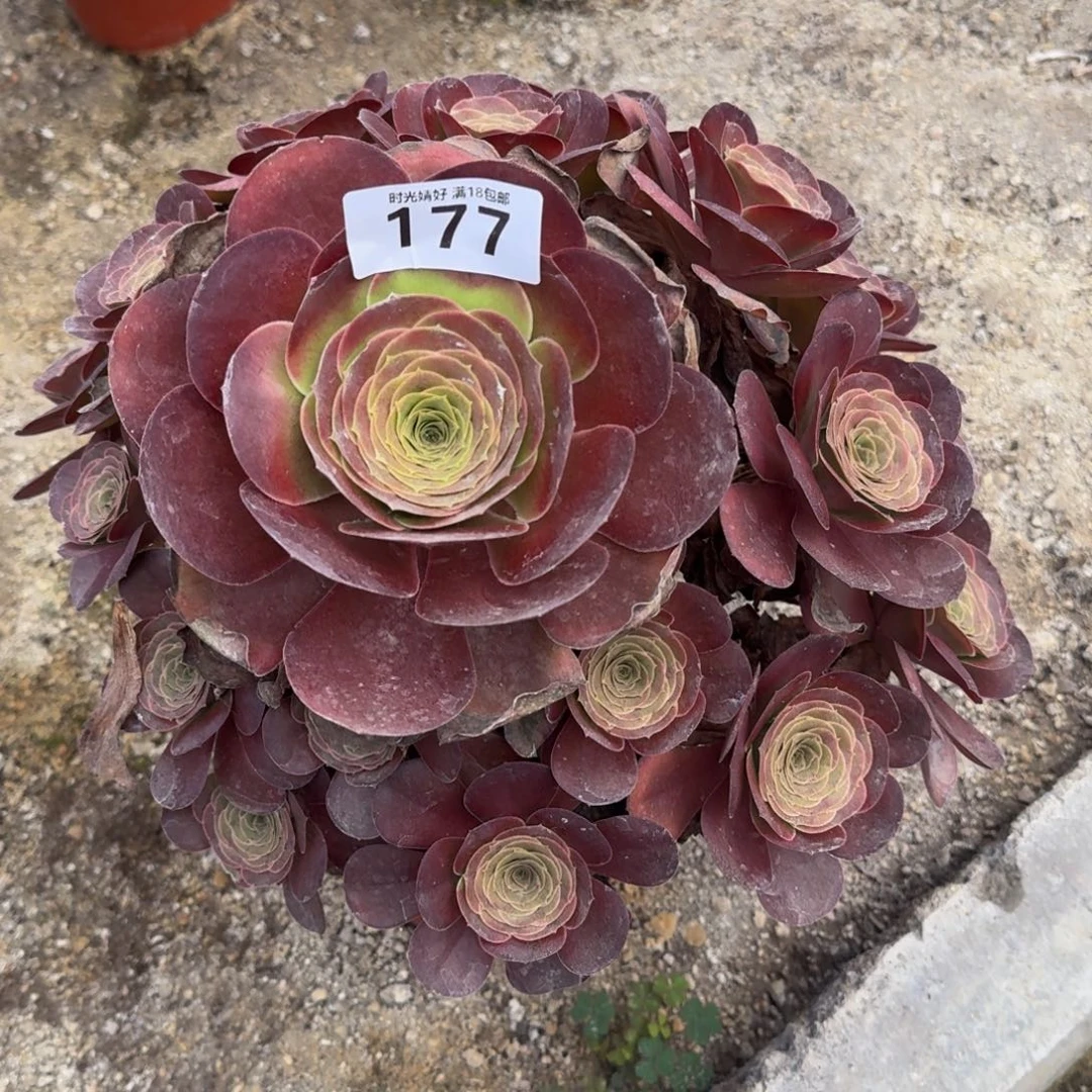 177魅金 多肉植物