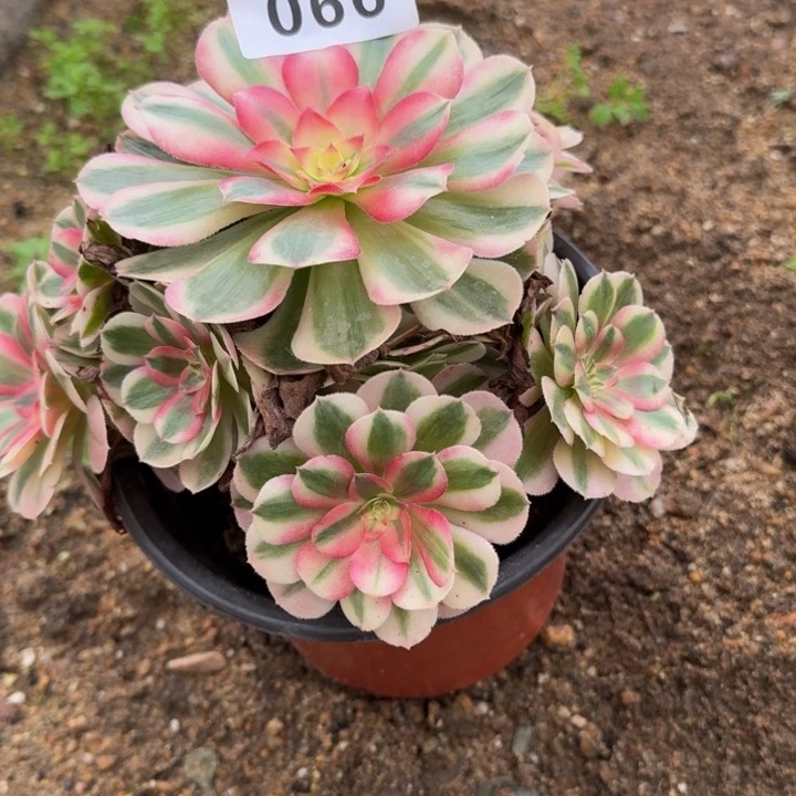天**梦066倾城缀化。多肉植物