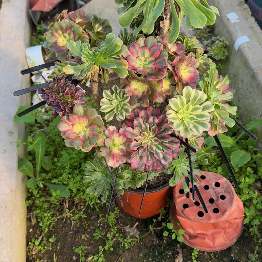 云*云影。 多肉植物。