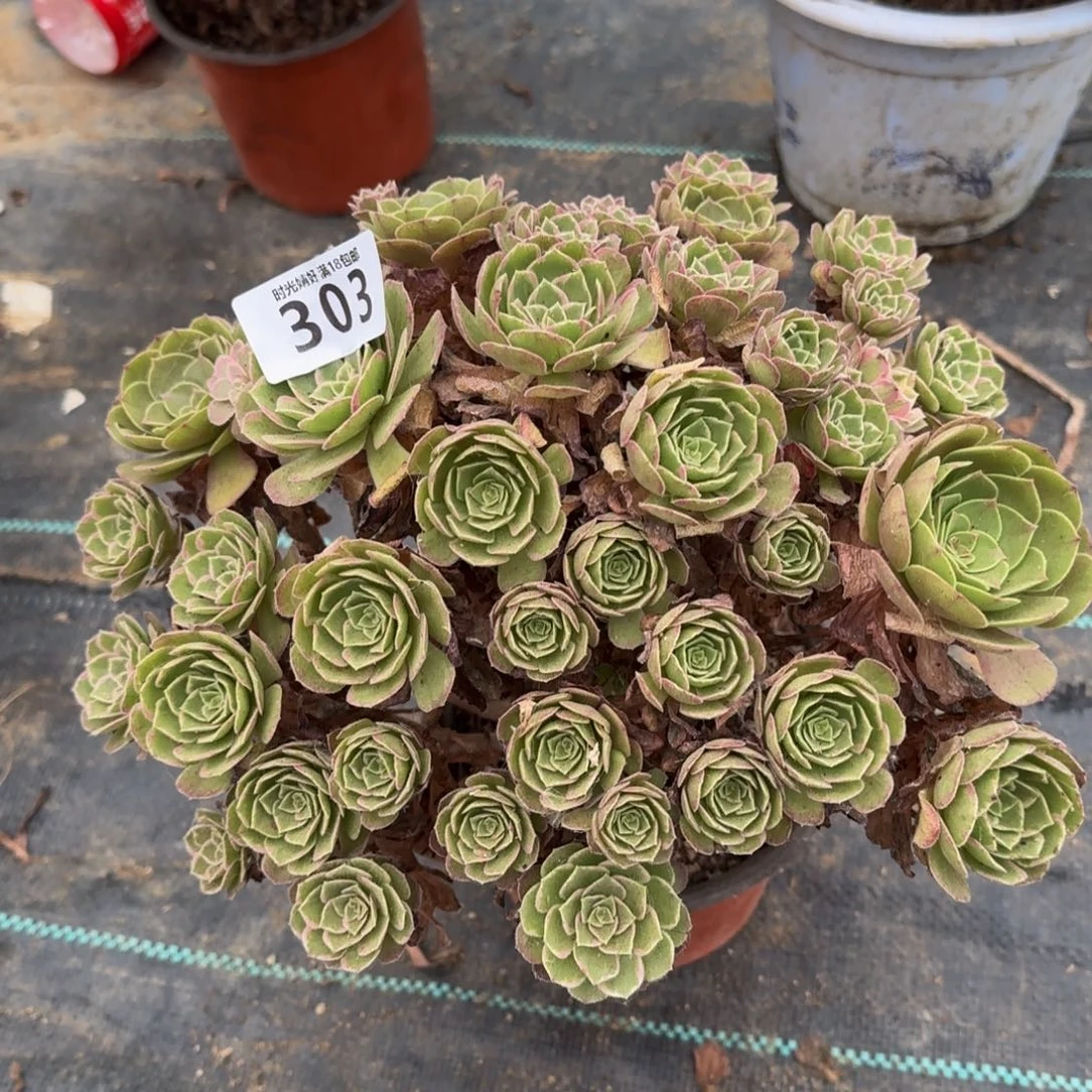 303莲花 多肉植物