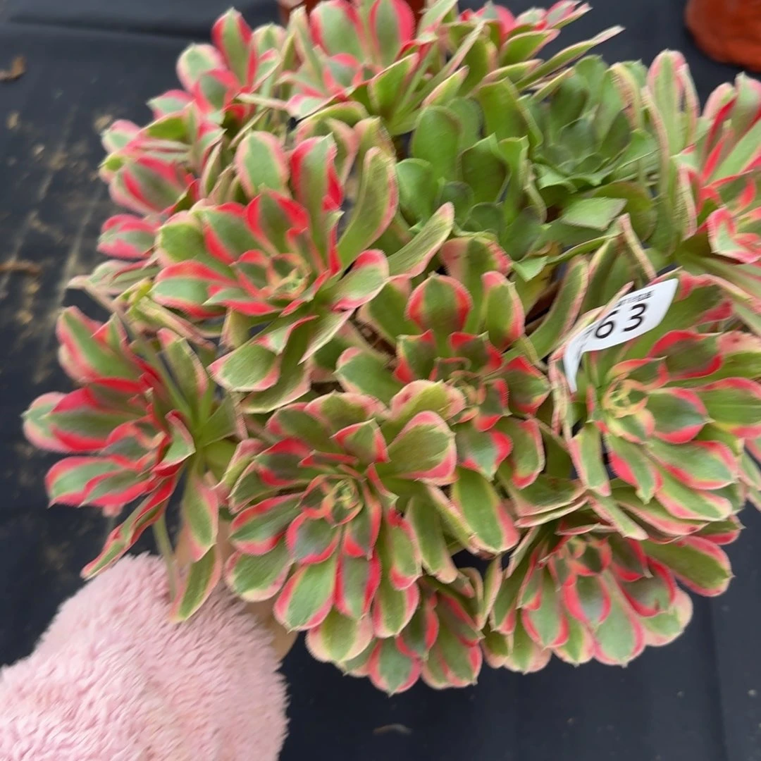 卓*263妖月。多肉植物。