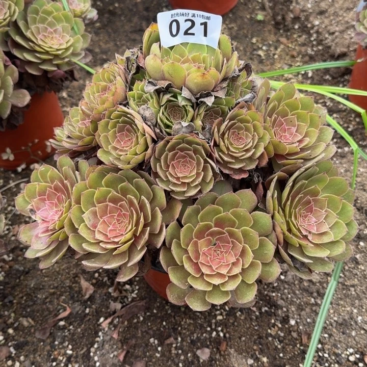 021红魔。多肉植物