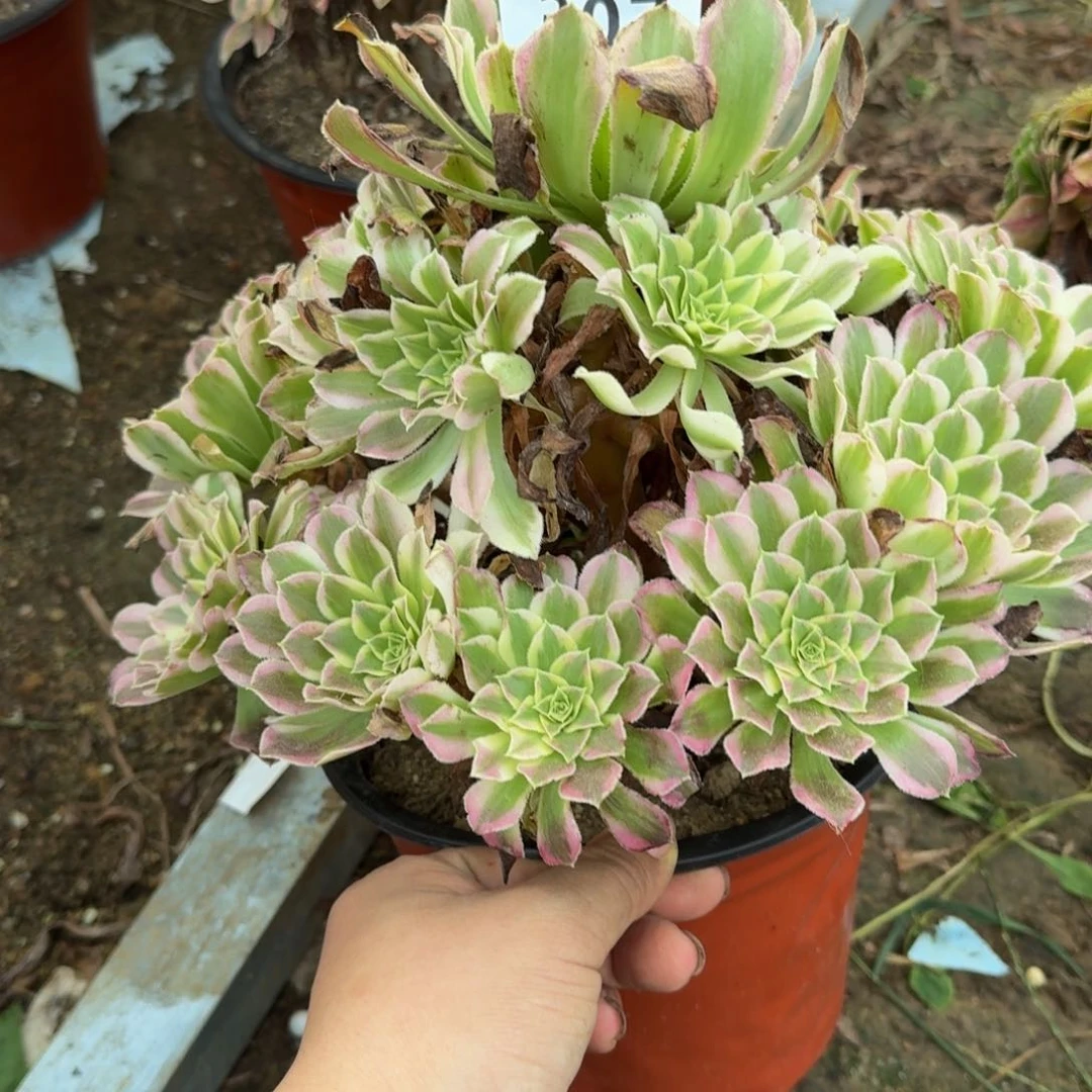 淡****舞307天和 多肉植物