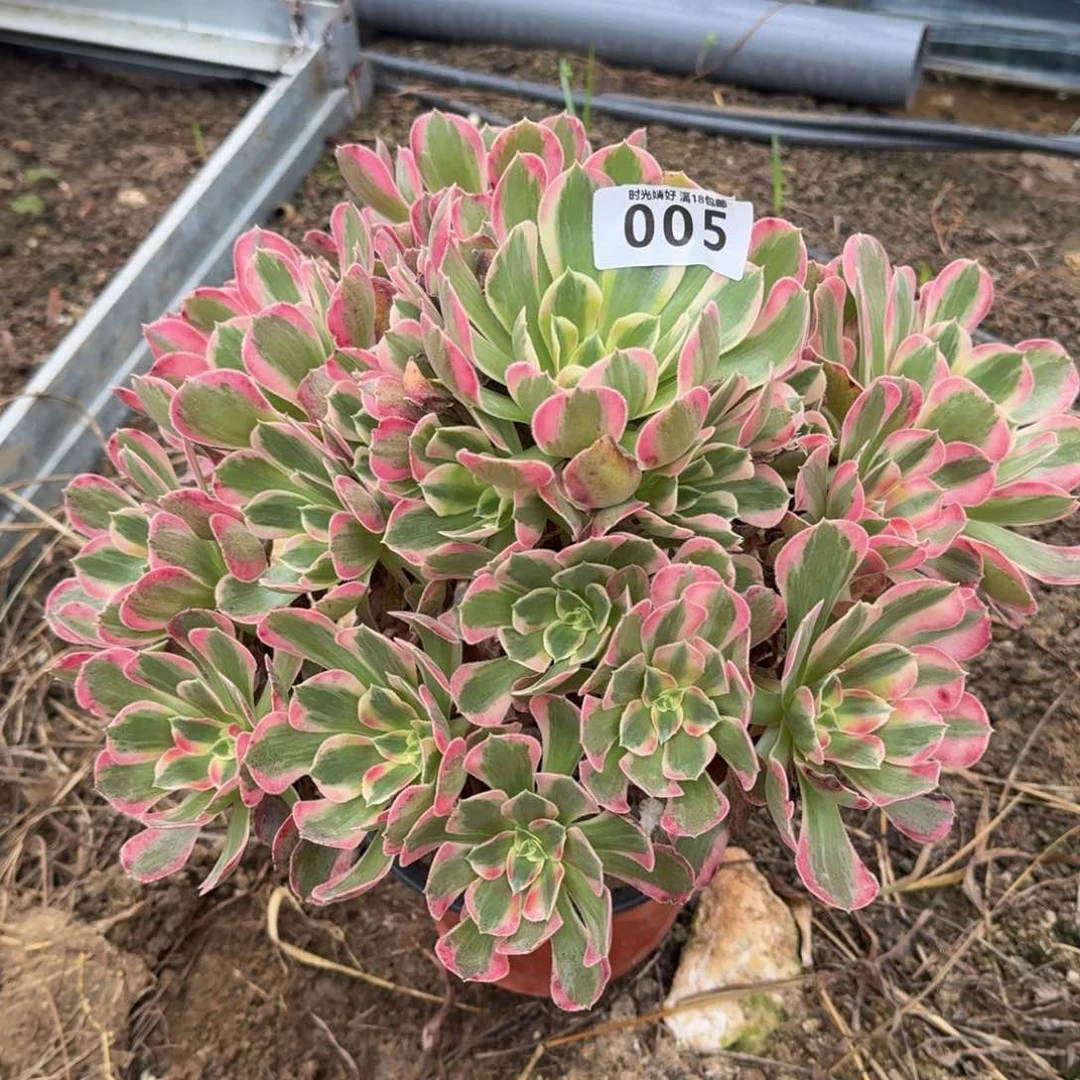 005妖月。  多肉植物。