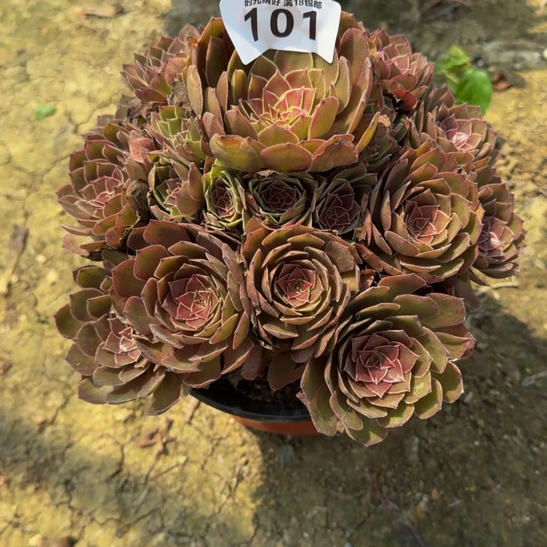 101红魔。多肉植物