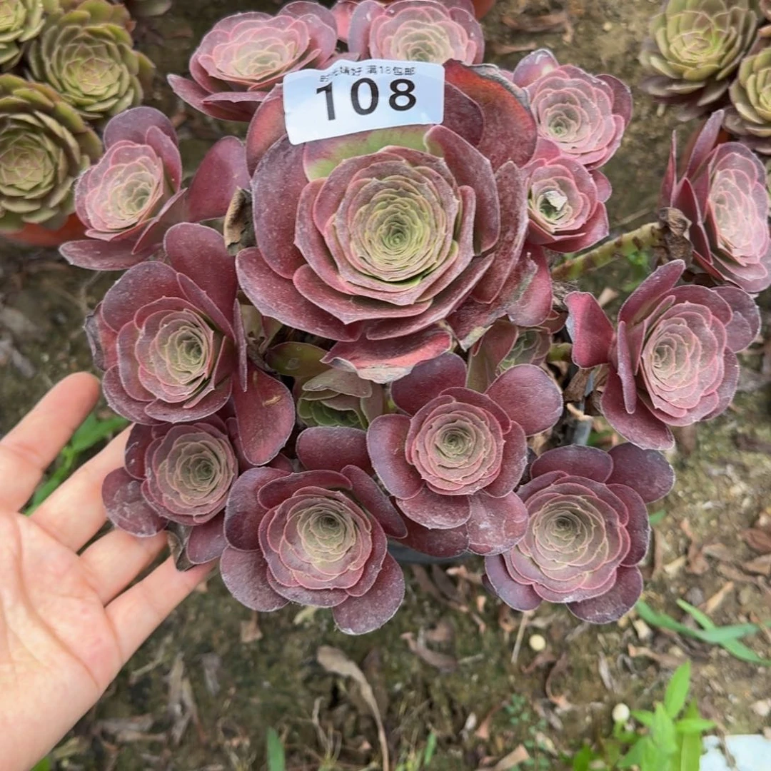 108魅金玫瑰。多肉植物