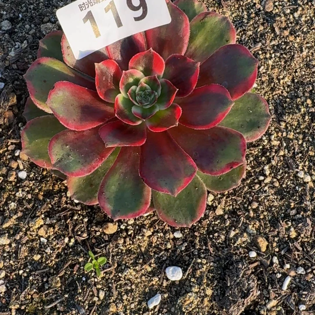 心**成119倾城之恋。多肉植物