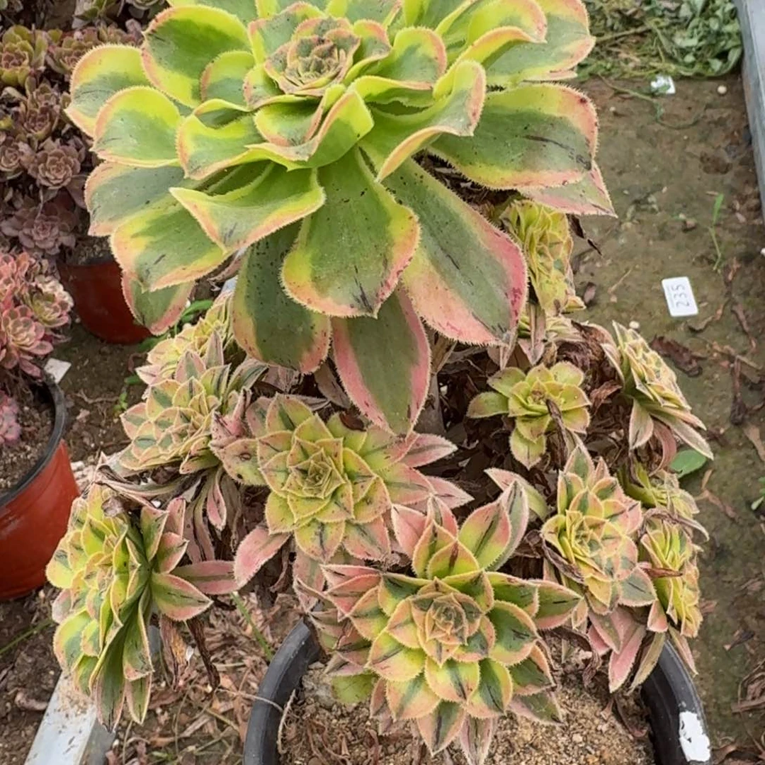 196夕颜。多肉植物