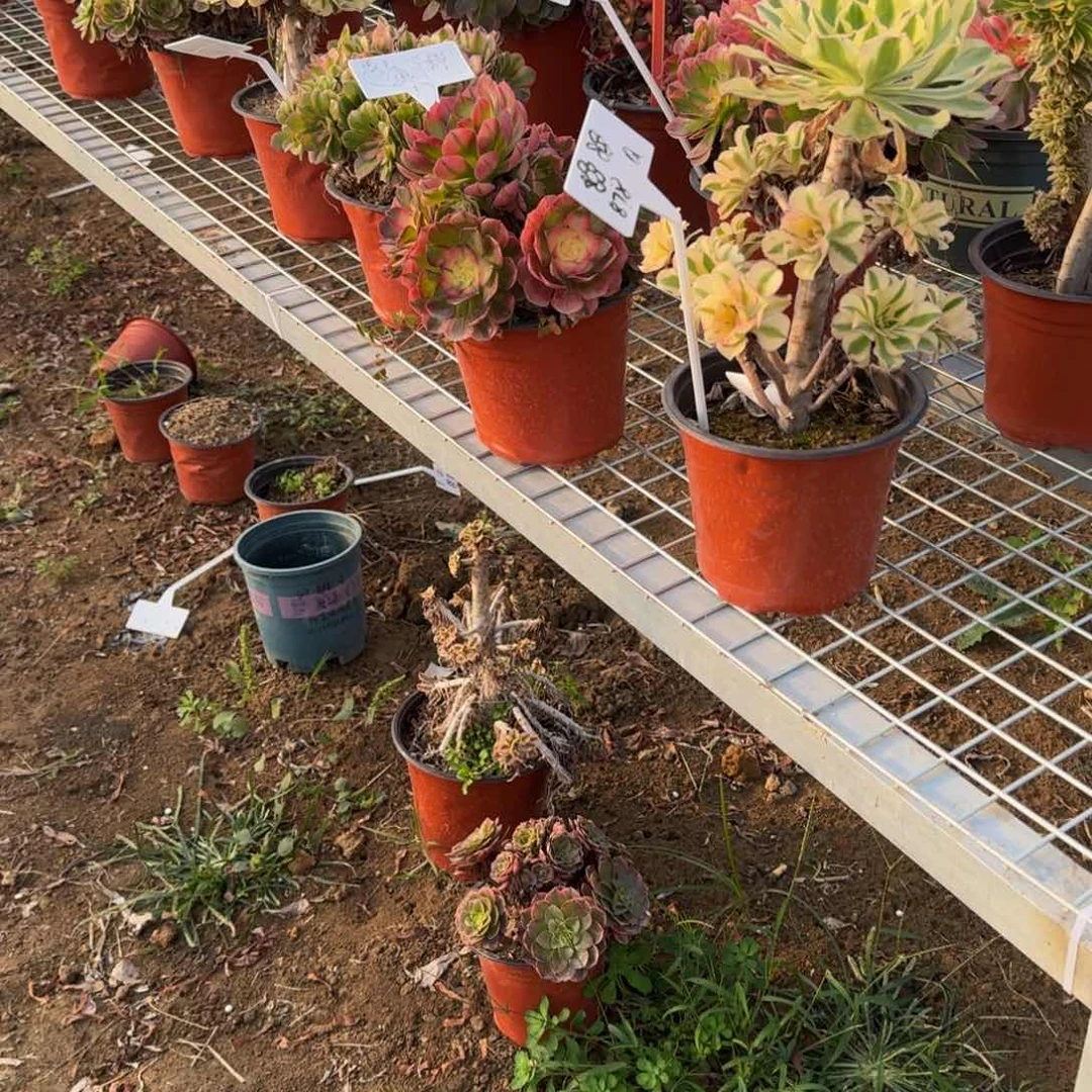 婷婷 嫁接。多肉植物