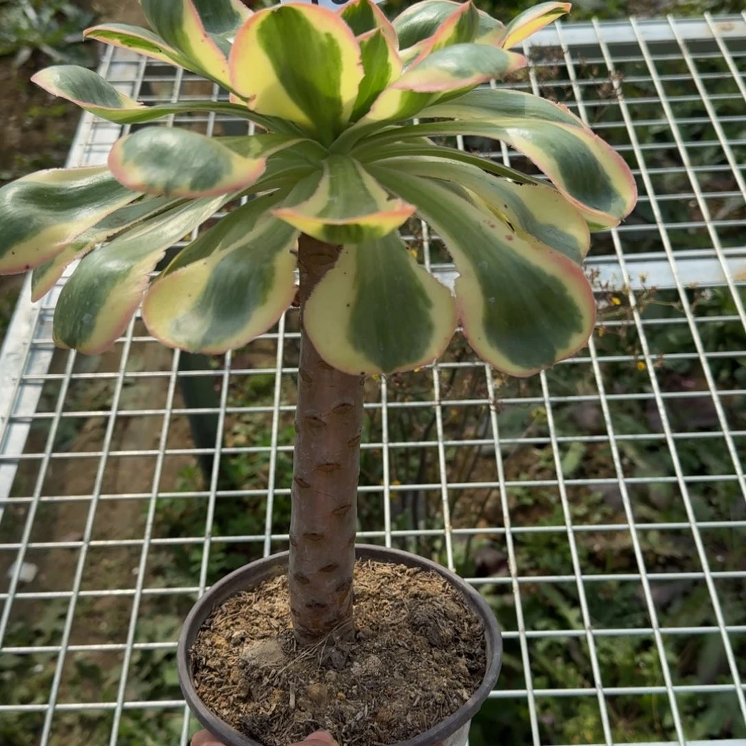 燕姿锦。多肉植物。