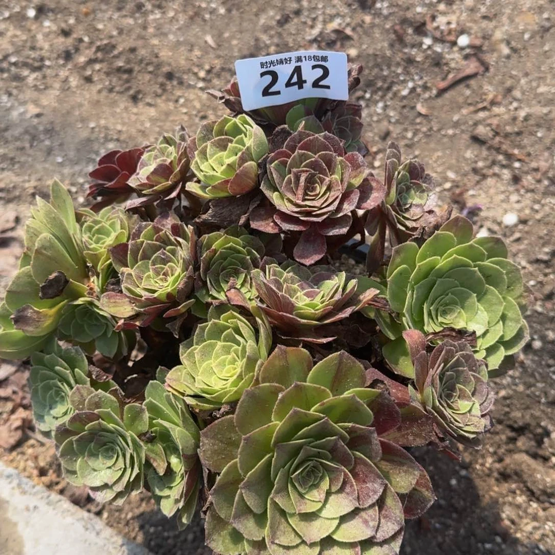 242花月夜 多肉植物