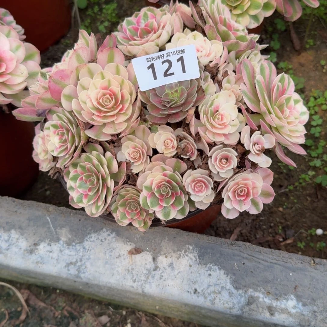 浓*121荔枝寄养。 多肉植物