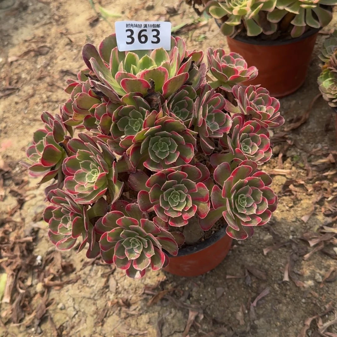 363安娜 多肉植物