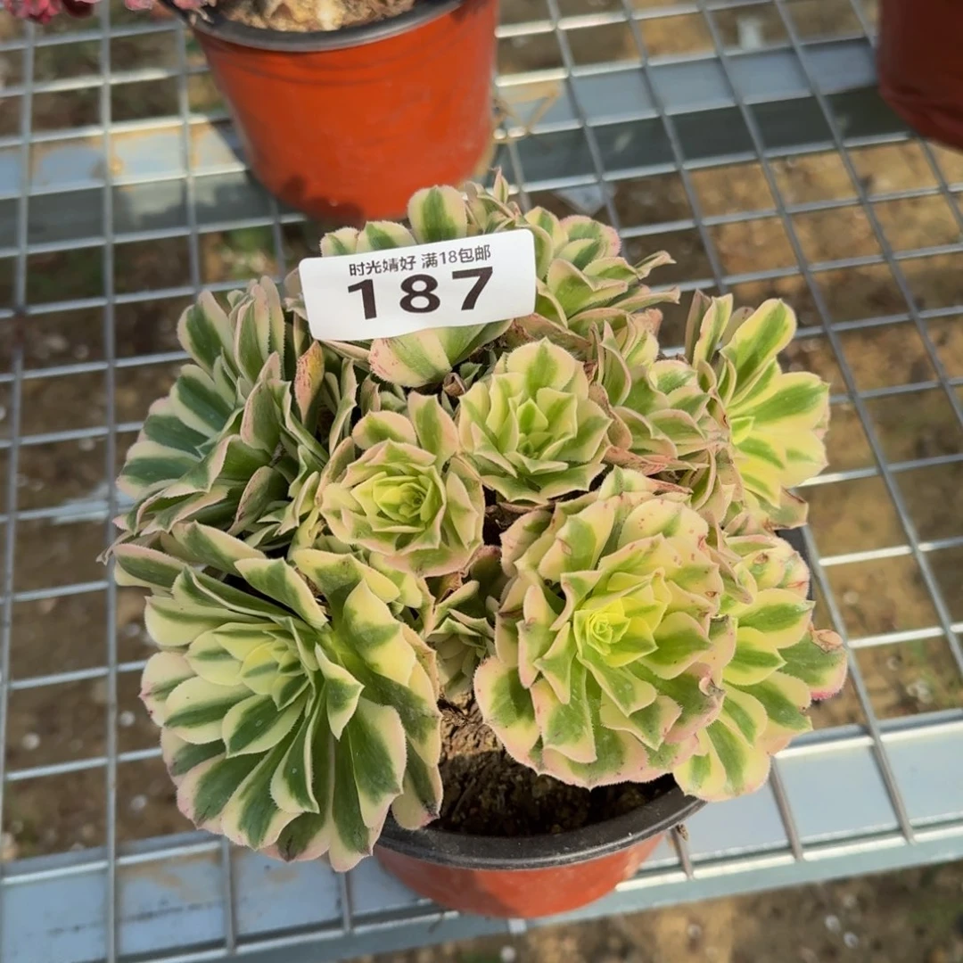 187迈巴赫 多肉植物。