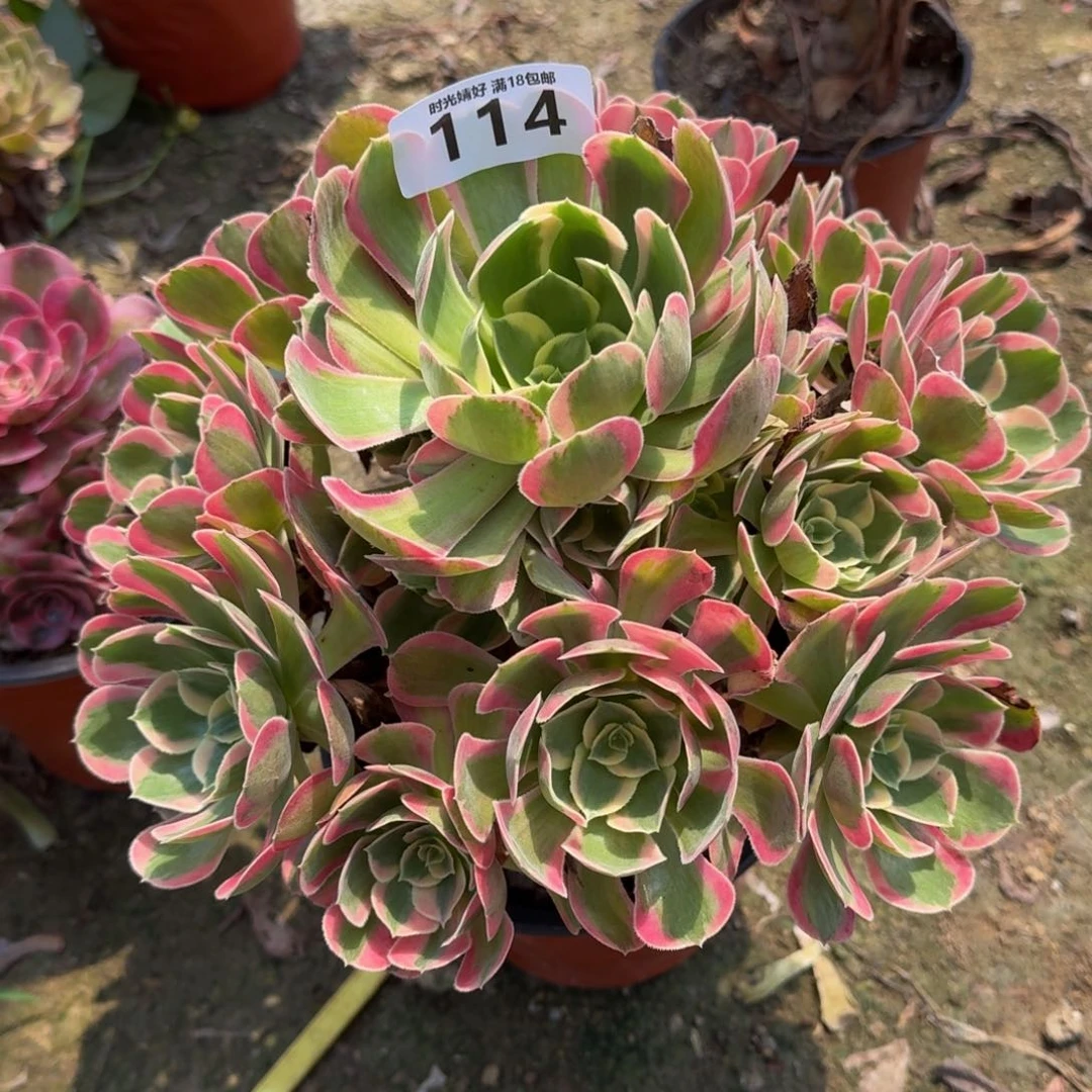 114妖月。多肉植物