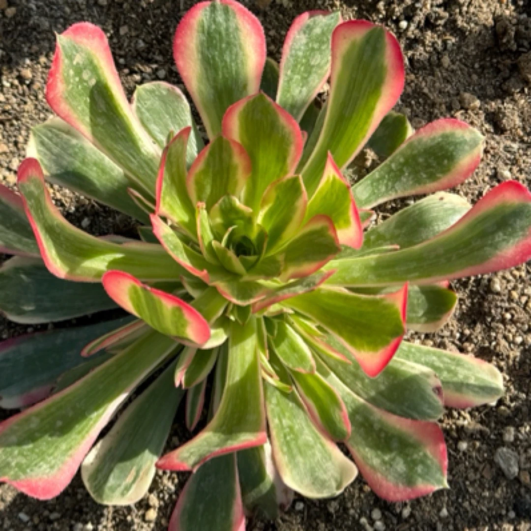 多肉植物法师 麦巴赫。一圈小头