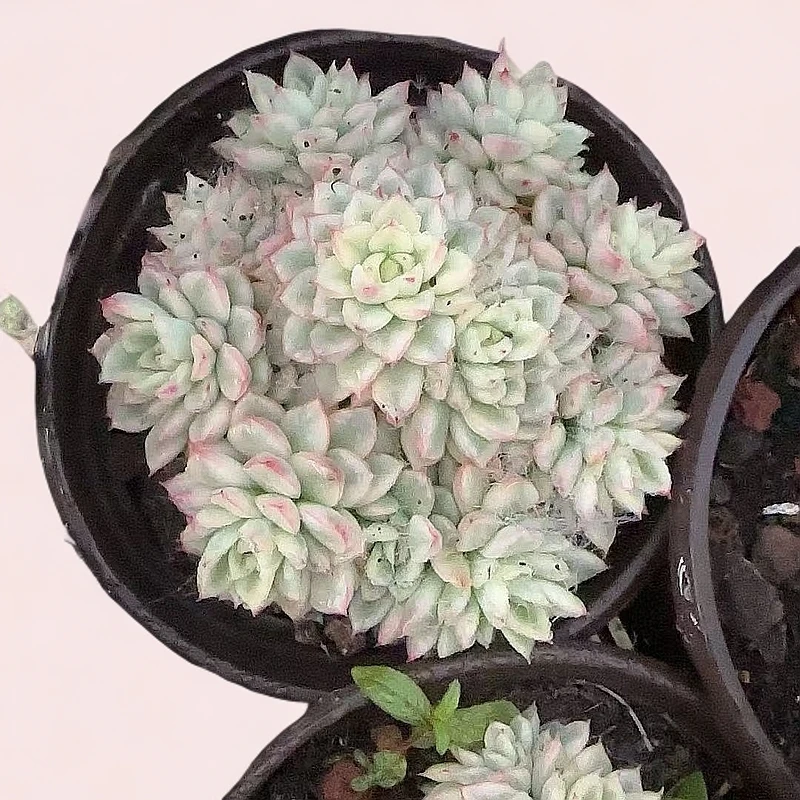 女雏景  小谢多肉植物庭院空气耐旱上盆种植