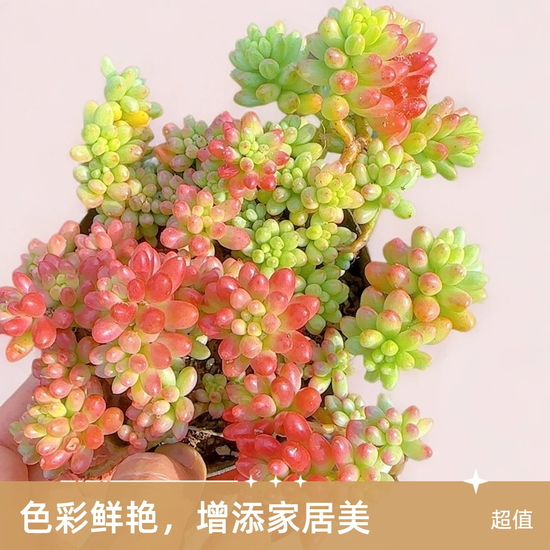 虹之玉景  小多肉植物庭院空气耐旱上盆种植固定