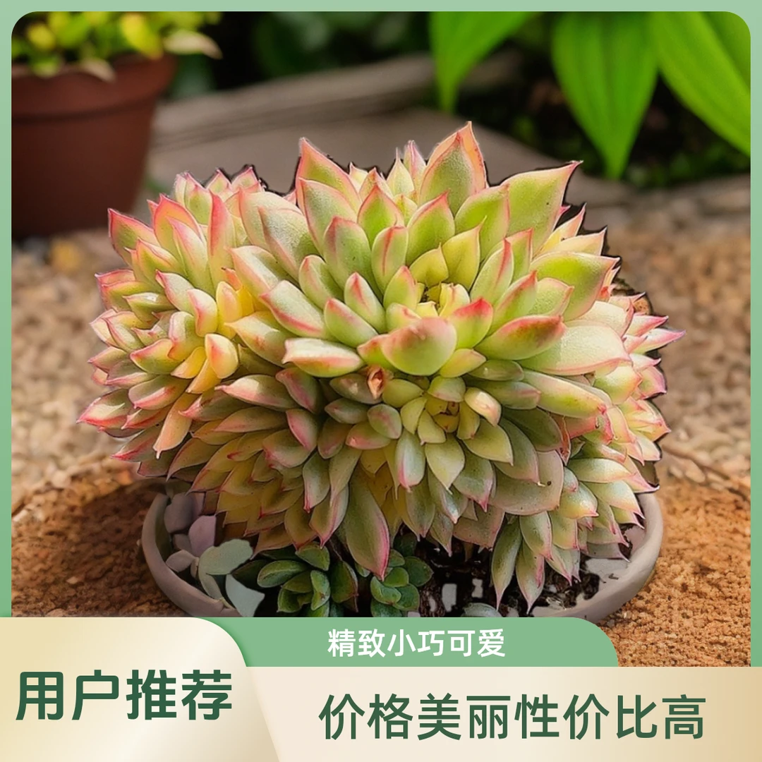 女雏景  小谢多肉一单包邮多肉植物庭院空气耐旱上盆种植固定散光