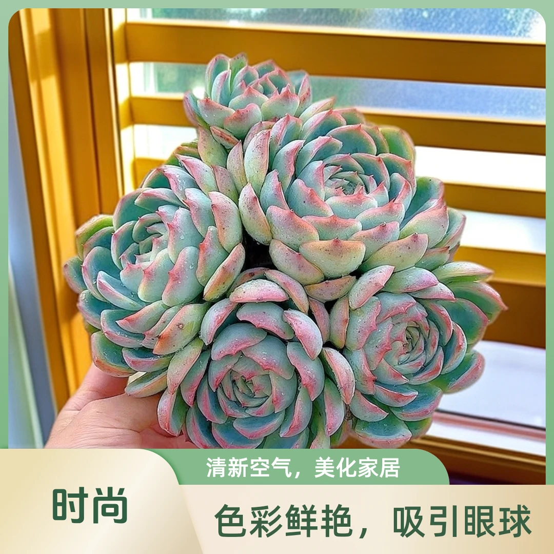 大群侧影 小谢多肉一单包邮多肉植物庭院空气耐旱上盆种植固定